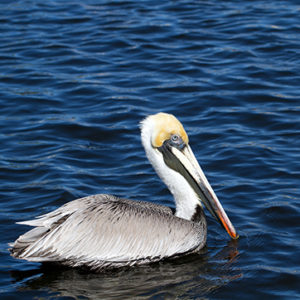 The Brown Pelican almost went extinct due to DDT, but it's now an Endangered Species Act success story. Republican Congressman Pete McCloskey of California wrote the ESA in 1973. It passed Congress with strong bipartisan support and was signed into law by GOP President Richard Nixon. photo © Martha Marks